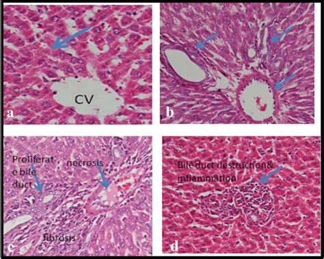 Photomicrographs Of The Liver Section Of A The Control Rats Showing Download Scientific