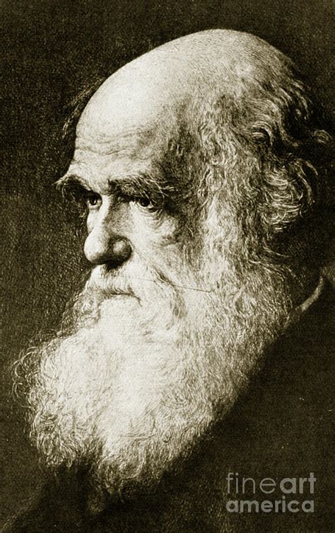 Charles Darwin Drawing By Walter William Ouless Fine Art America