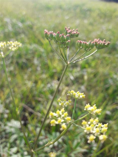 Verantwortungsarten Wildpflanzenschutz Deutschland