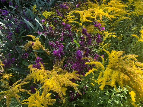 Best Nectar Plants For Butterflies In The Southern Plains Fine Gardening