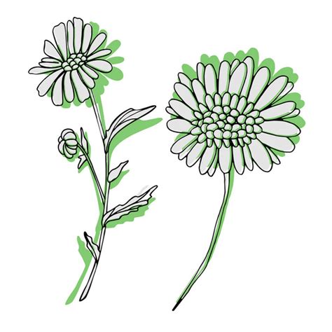 Vectores De Stock Libres De Derechos De African Daisy