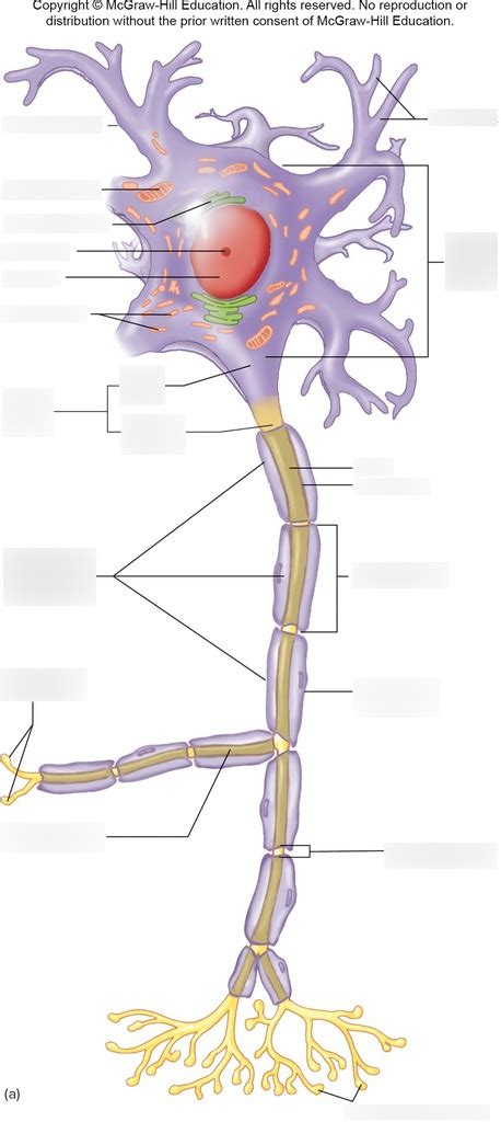 Bio Ch Nervous System Neuron Anatomy Diagram Quizlet