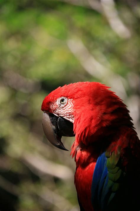 Red and Blue Macaw in Tilt Shift Lens · Free Stock Photo