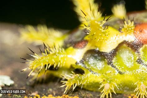 Spiny Oak Slug Caterpillar Euclea Delphinii Our Wild Yard