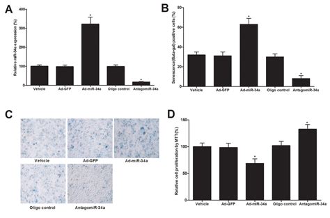 Mir 34a Is A Common Link In Both Hiv And Antiretroviral Therapy Induced Vascular Aging Aging