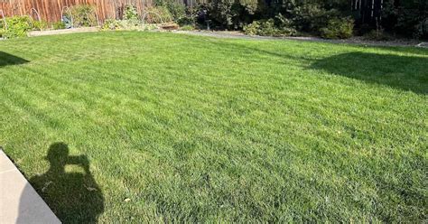 Sunday Lawn Care Reviews | Sunday Lawn Care