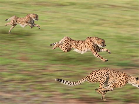 Cheetah Running Wallpaper - WallpaperSafari