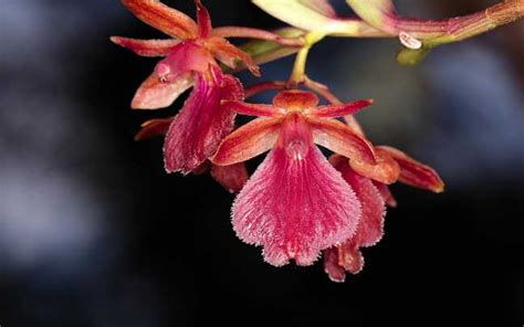 Orquídeas Epidendrum Fotos Especies y Cuidados