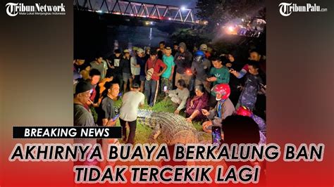 Breaking News Buaya Berkalung Ban Di Palu Yang Viral Akhirnya