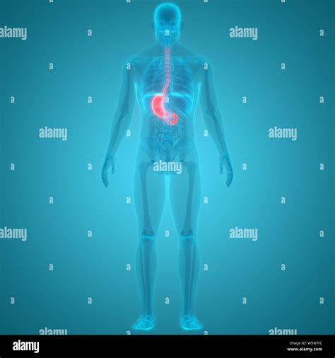 Human Digestive System Stomach Anatomy Stock Photo - Alamy