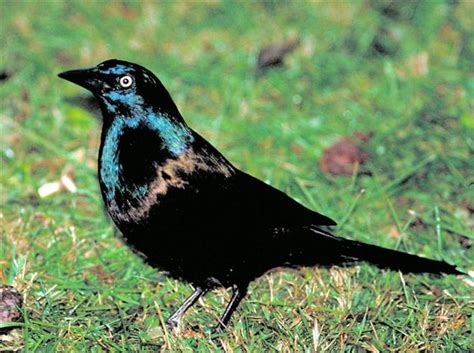 Common Grackles Exhibit Some Uncommon Behaviors