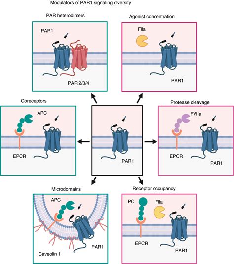 Molecular Basis Of Proteaseactivated Receptor Signaling Diversity