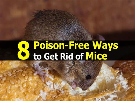 8 Poison Free Ways To Get Rid Of Mice