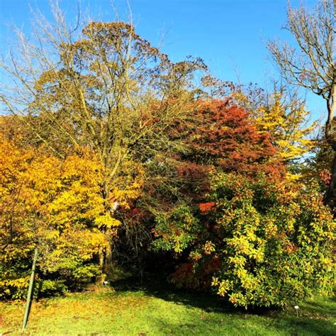 Bäume und Sträucher im Herbst pflanzen Gartentechnik de