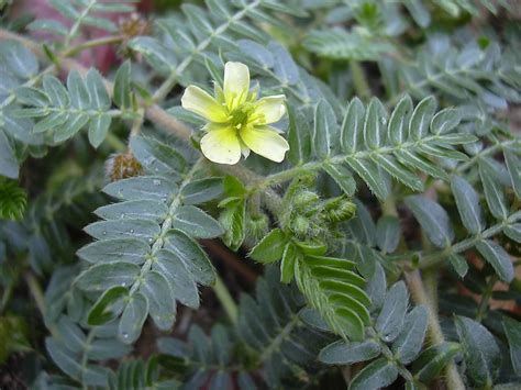 Tribulus Terrestris - Tribulus Terrestris Extract, Side Effects