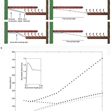 Simulation of stretching a single sarcomere beyond actin-myosin ...