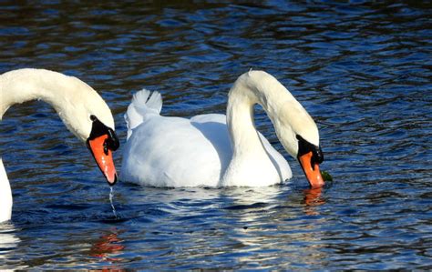 Mute Swan At Exminster Marshes Rspb By Kenneth Bradley Devon Birds