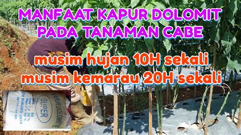 Aplikasi Kapur Dolomit Pada Tanaman Cabe Dan Manfaat Pruning Daun Cabe