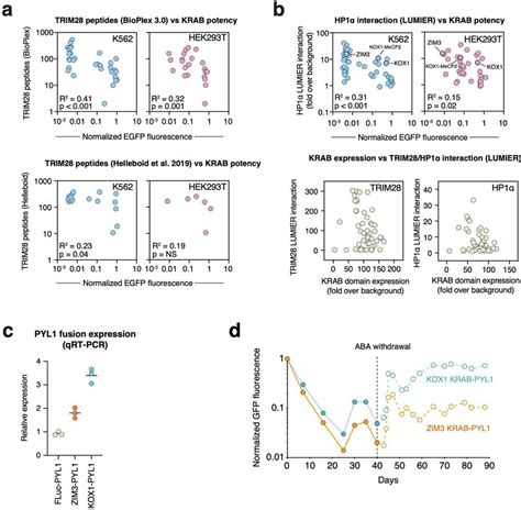 Functional Analysis Of Krab Domains A Correlation Between The