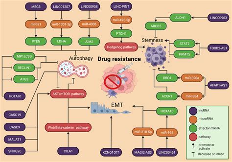 frontiers emerging role  lncrnas  drug resistance mechanisms