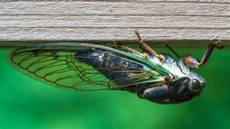 After 221 Years This Rare Event Involving Cicadas Is Set To Take Place