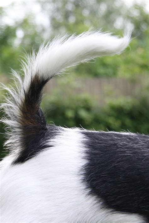 9 Different Meanings Of Your Dogs Wagging Tail