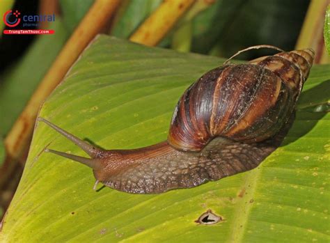 oc sen achatina fulica vi thuoc  cong dung dieu tri dau bung kinh