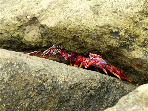 Crab Sitting On A Rock Stock Image Image Of Crabs Yellow 262461347