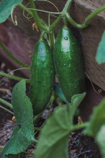 Cucumber companion planting: what to grow with cucumbers | Homes & Gardens