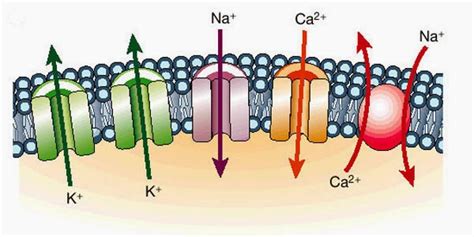 Transporte Celular Canales Ionicos Propiedades Bioelectricas De