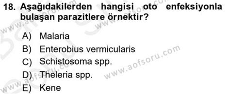 AÖF Temel Veteriner Parazitoloji Dersi 2017 2018 Yılı Final Dönem