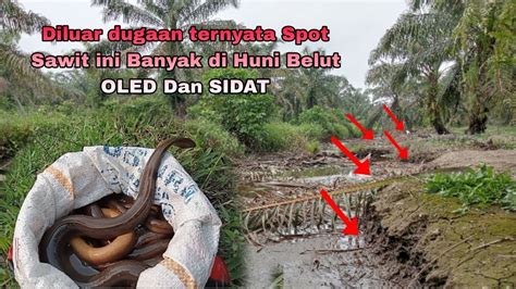 Mancing Belut Di Spot Perkebunan Sawit Ini Banyak Dihuni Belut Oled Dan