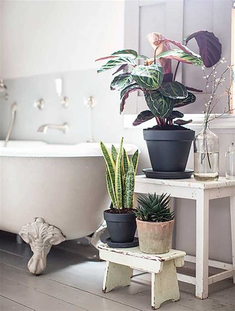 Des Plantes Vertes Dans La Salle De Bain Frenchy Fancy