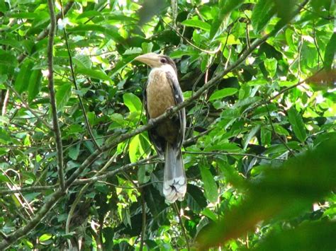 Austens Brown Hornbill Facts Diet Habitat And Pictures On Animaliabio