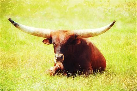 Watusi Cow Resting in Pasture Photograph by Gaby Ethington - Fine Art ...