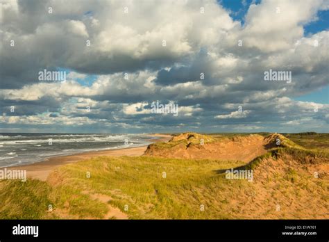 Sand Dune Blooming Point Beach Prince Edward Island National Park