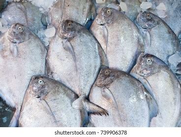 227 Frozen Pomfret Images Stock Photos Vectors Shutterstock