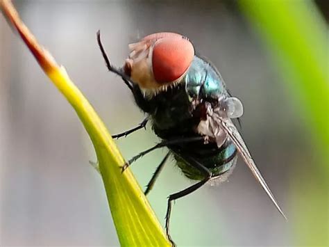 Burrowing Flesh Eating Fly Larvae Outbreak Sparks National Emergency