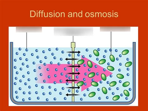 Diagram Of Science Diffusionandosmosis Quizlet