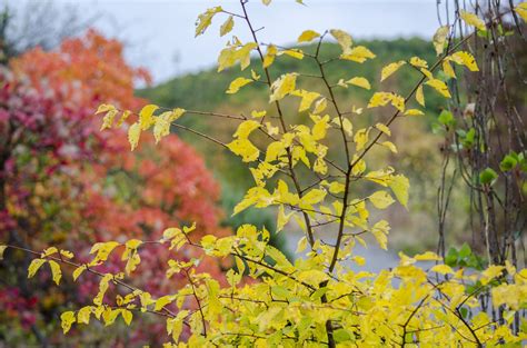 Ruduo Gamta Rudens Gamta Geltonieji Lapai Aukso Ruduo Nemokamos