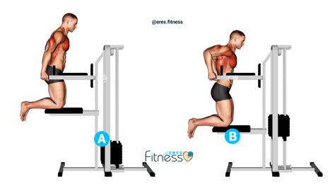 Las Mejores Fondos Triceps En Paralelas Ordenapp