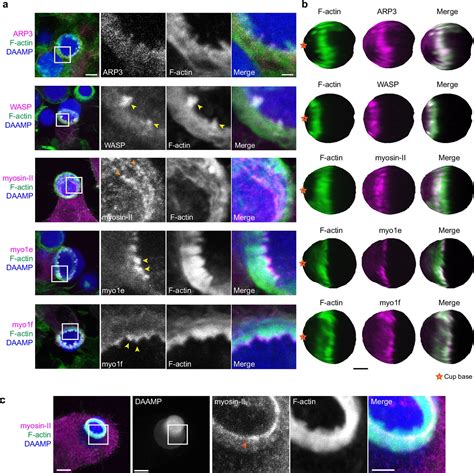 Phagocytic Teeth And Myosin Ii Jaw Power Target Constriction During