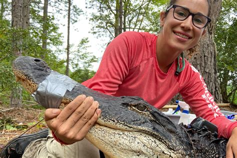 Grad Student Assesses Alligators Exposure To Contaminants Uga