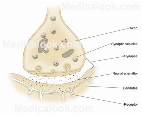 Synapse Human Anatomy Organs Human Digestive System Anatomy Organs