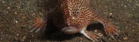 Spawning behaviour of spotted handfish | Handfish Conservation Project