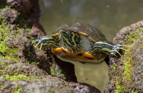 Yellow Bellied Slider 101 Care Diet Tank Setup And More