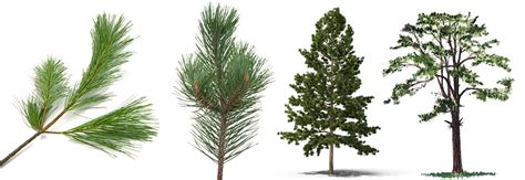 25 Pine Tree Varieties Most Popular One Embracegardening