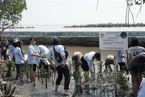 KALBIS CARE SHARE Lawan Gempuran Abrasi Pantai Lewat Aksi Penanaman 600