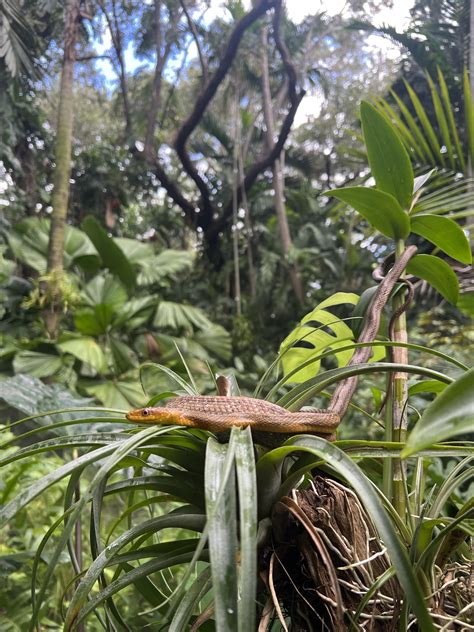 Is this an eastern rat snake? [South Florida] : r/whatsthissnake
