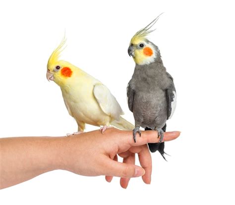 Premium Photo Two Cockatiel On Human Hand Isolated On White